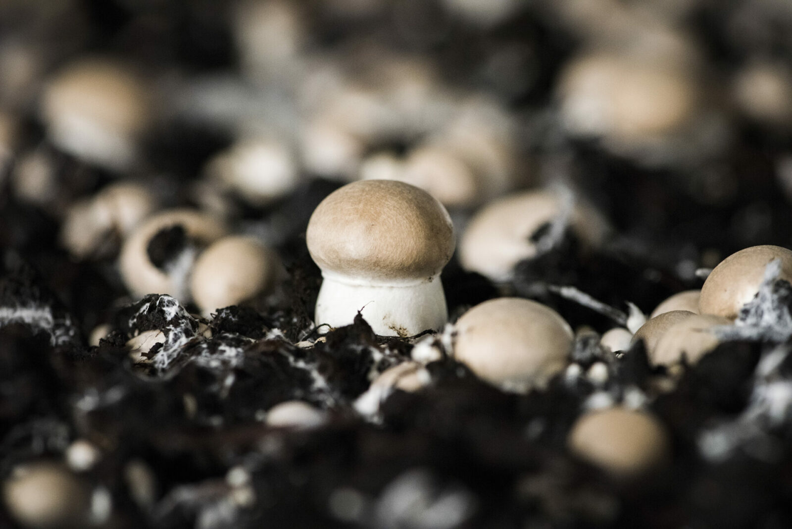 Shroomability Gips & Kalkpulver Für Pilzzucht – 1,8 Kg, Lebensmittelecht, PH-Wert Regulierung Für Pilzsubstrate
