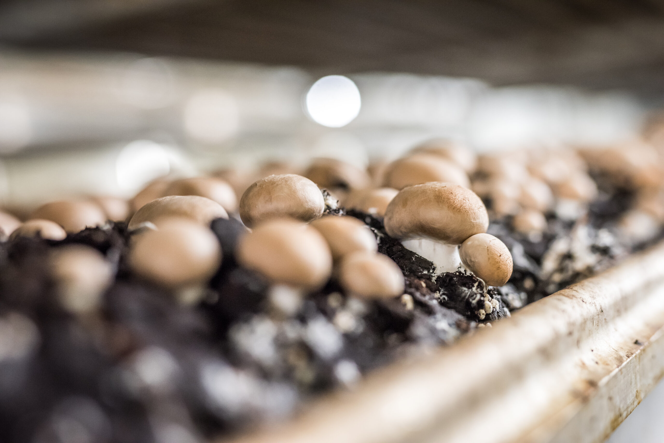 Deutsche braune Champignons in Bio Qualität bei der Pilzzucht Mjko