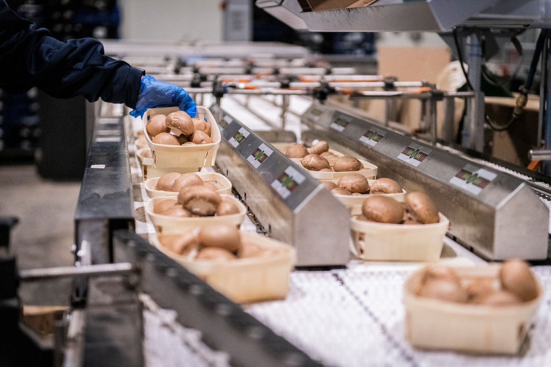 Qualitätskontrolle von braunen Champignons in Körbchen beim Pilzzucht Hersteller Mjko