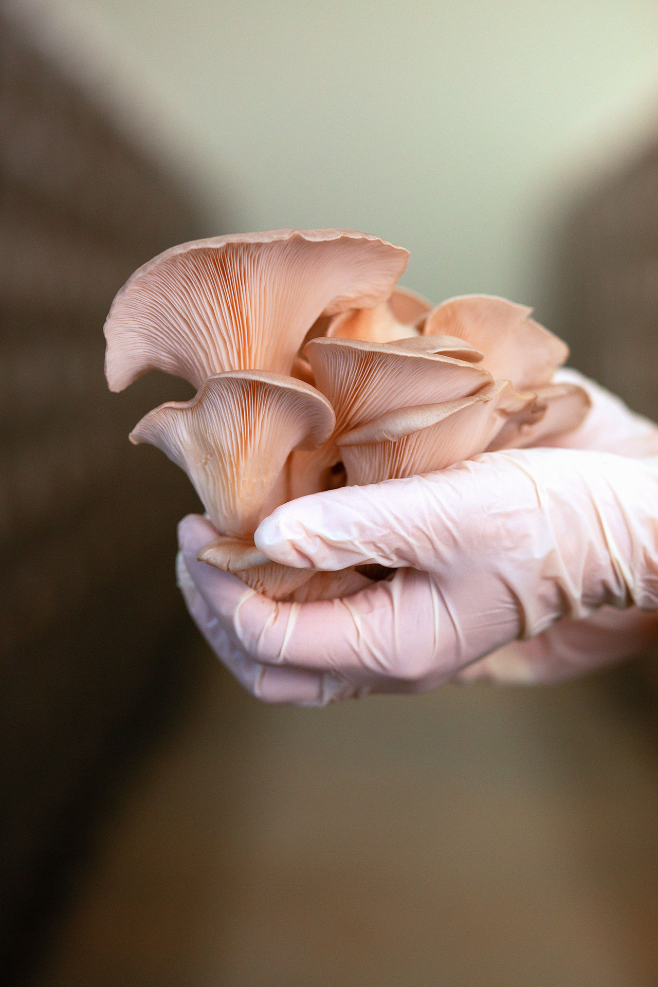 Austernseitlinge in der Hand mit Schutzhandschuhen mit Bio Substrat bei der Edelpilzzucht Mjko