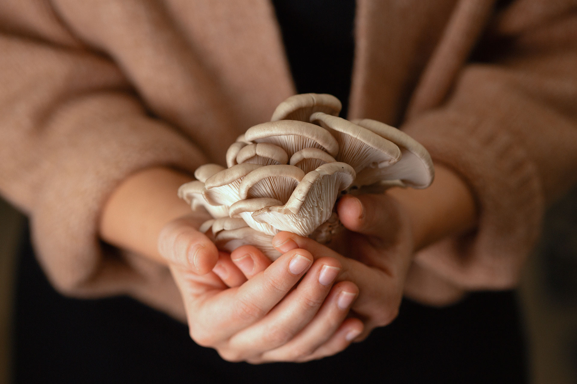 Austernseitlinge in der Hand einer Frau beim Pilzzucht Hersteller Betrieb Mjko