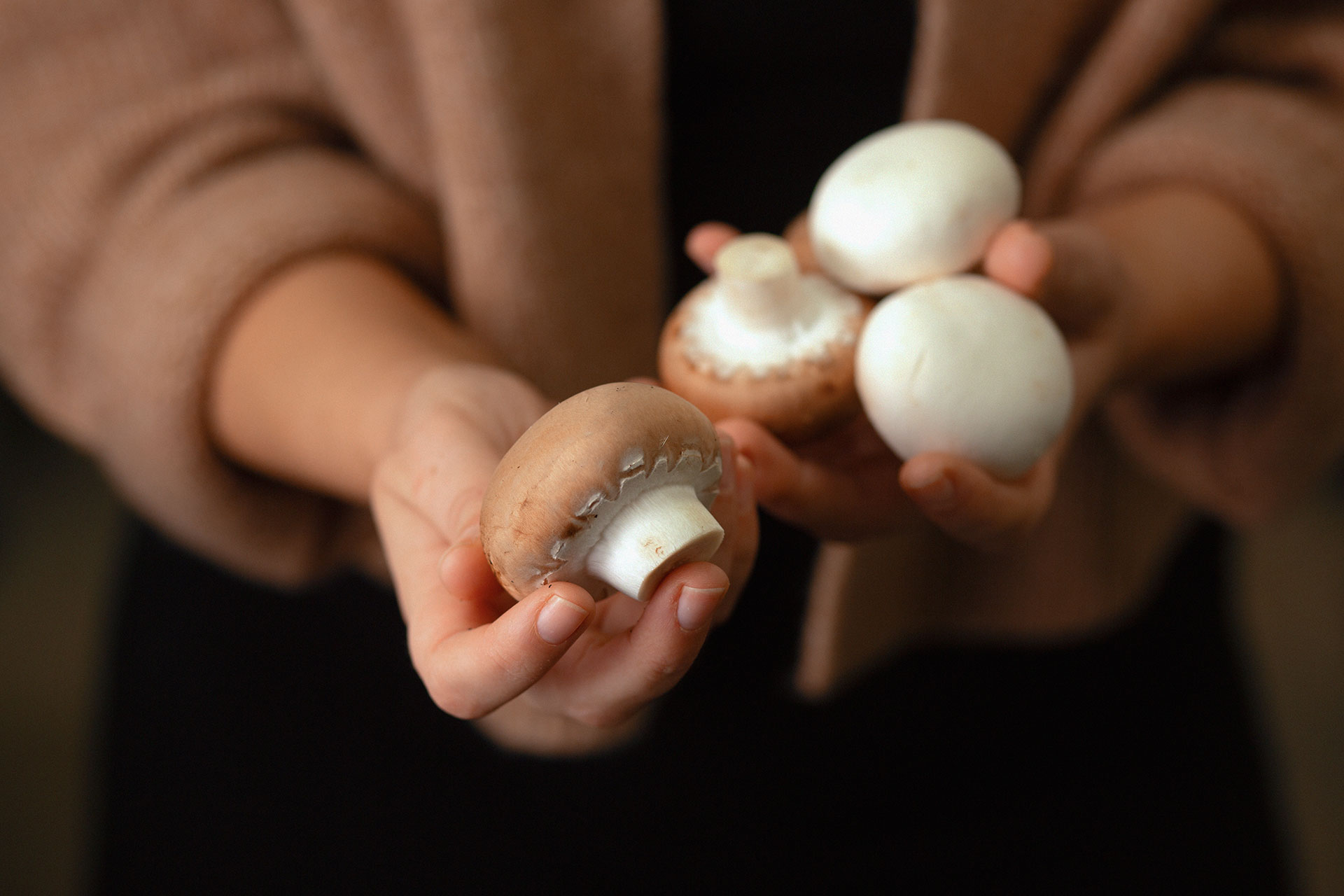 Braune und weiße Champignons in der Hand einer Frau beim Pilzzucht Hersteller Betrieb Mjko