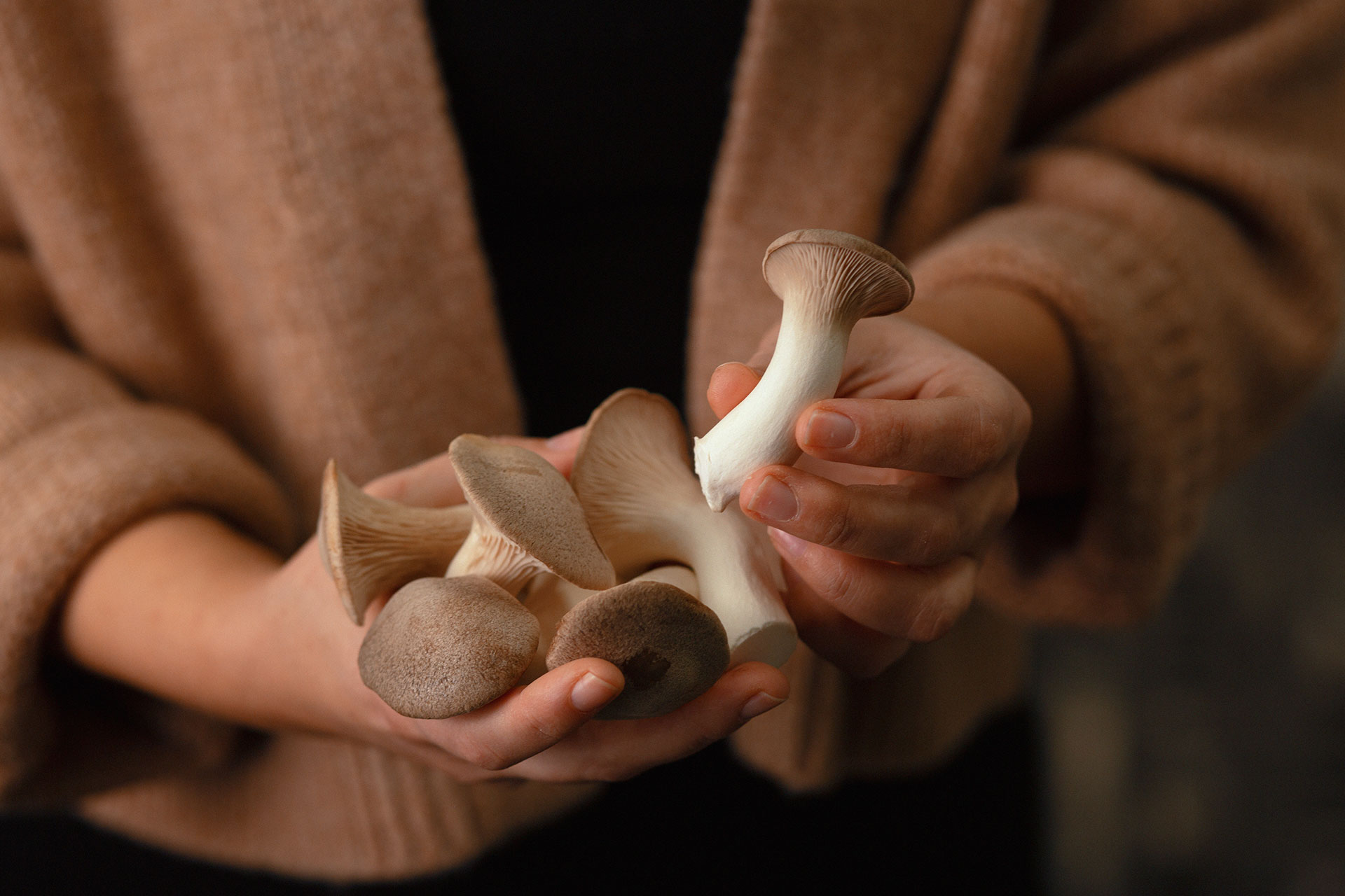 Kräuterseitlinge in der Hand einer Frau beim Pilzzucht Hersteller Betrieb Mjko