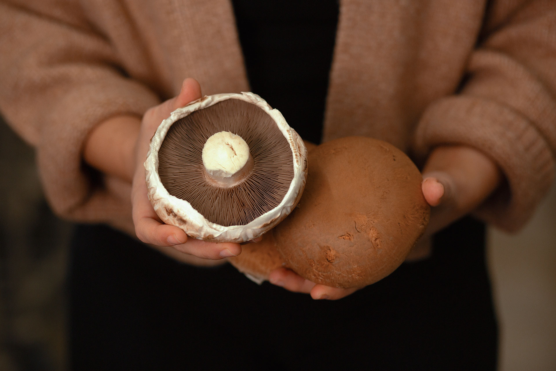 Portobello Pilze in der Hand einer Frau beim Pilzzucht Hersteller Betrieb Mjko