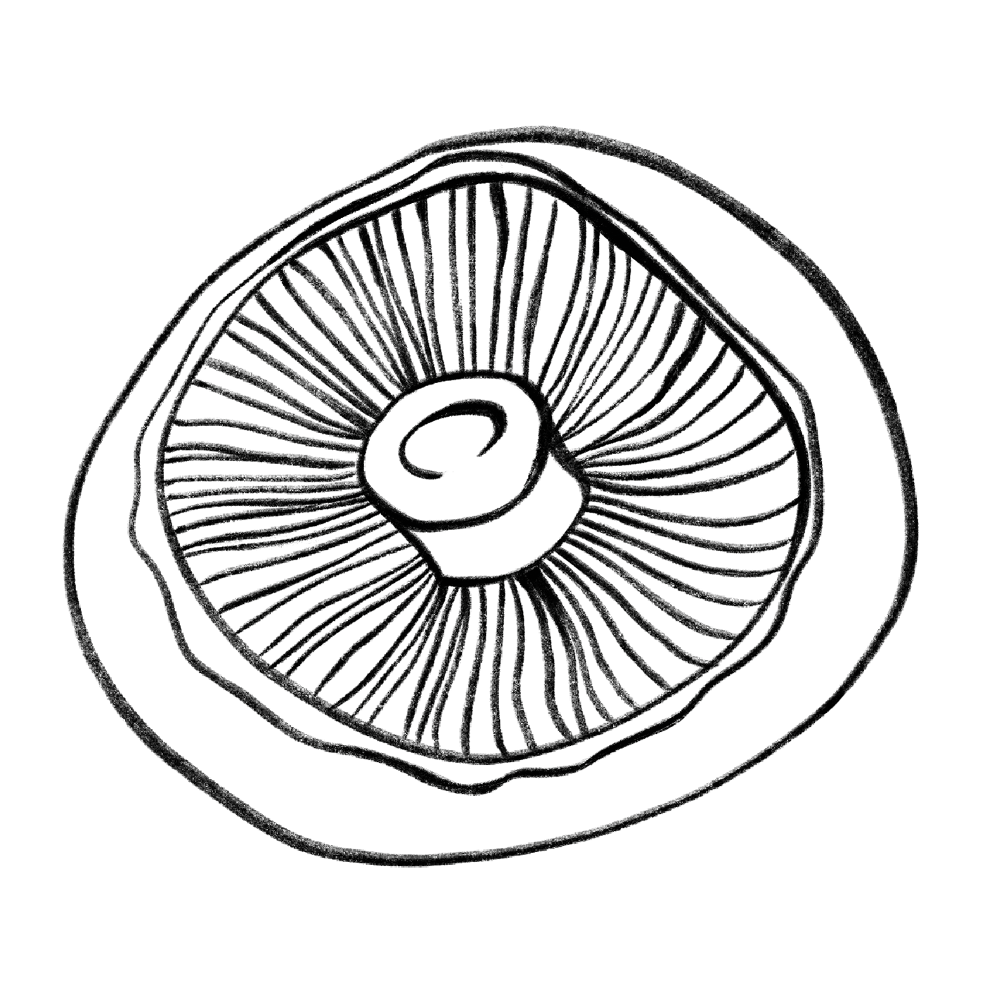 Illustration Outline Portobello von der Pilzzucht Mjko