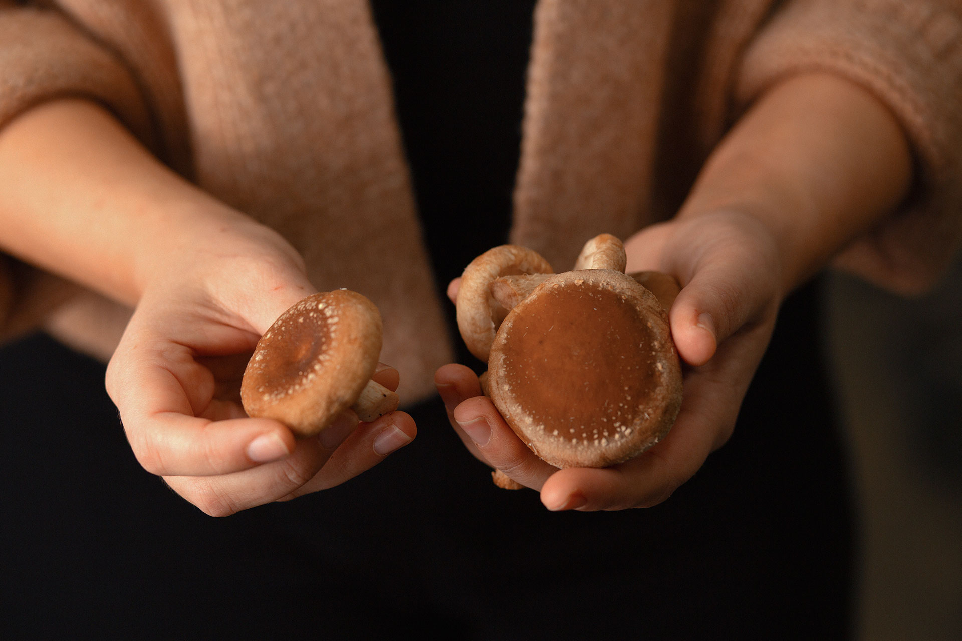 Shiitake Pilze in der Hand einer Frau beim Pilzzucht Hersteller Betrieb Mjko