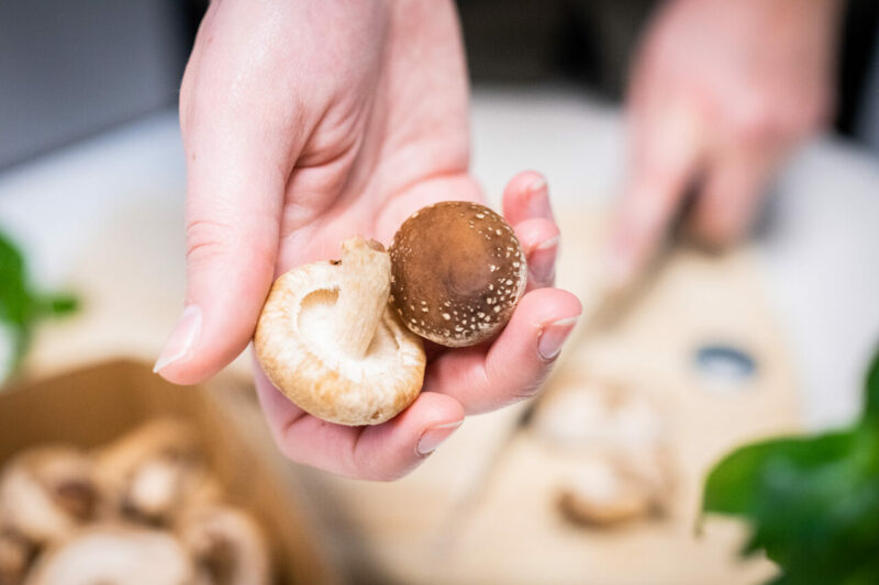 Zubereitung Deutscher Speisepilz Bio Shiitake Pilze von Mjko